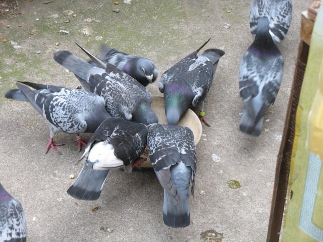 鸽子黑舌是怎么回事,遇到鸽子怎么防