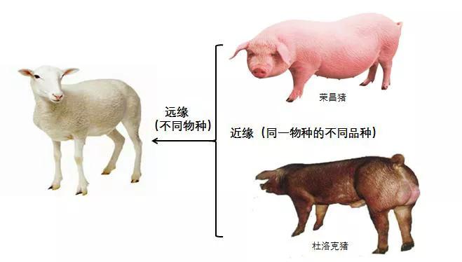 十大转基因动物,你真的了解土鸡吗