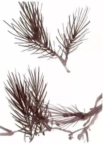 图文教程松树画法步骤解析,图文教程松树画法