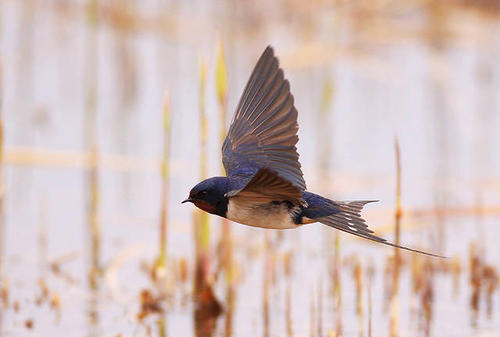 鸟类怎么样躲避极干旱的天气,野生动物如何躲避暴风雨