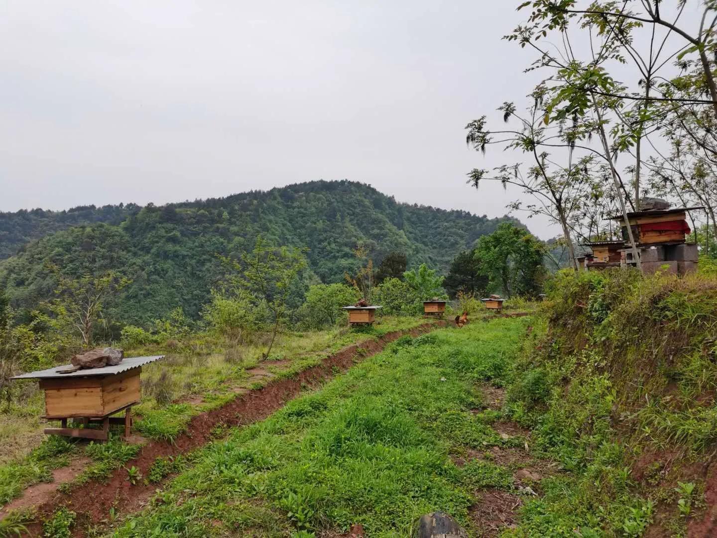 一封家书敬爱的祖母,我敬爱的祖母图片