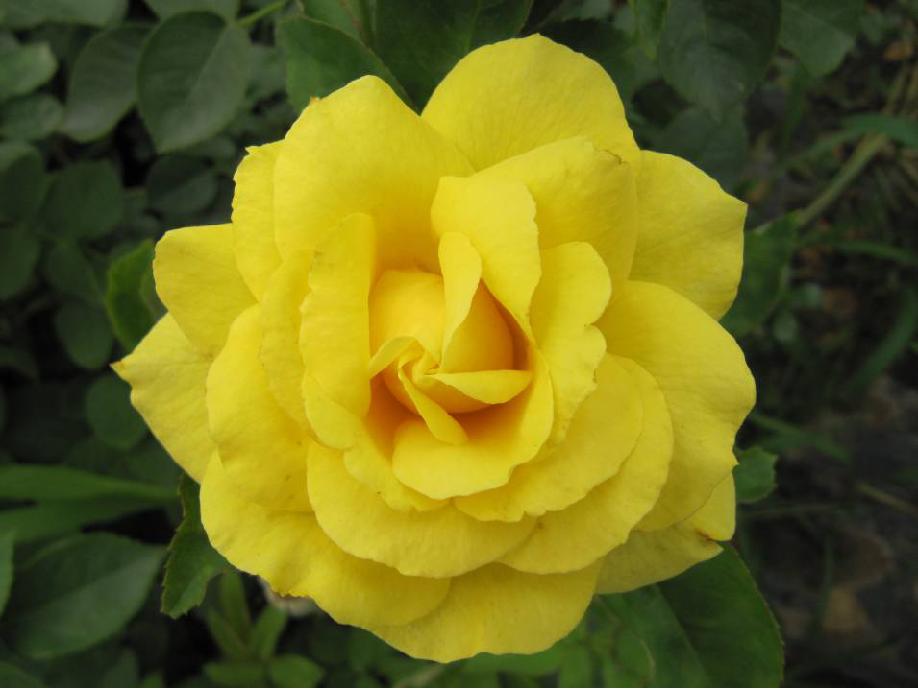 北京常见的树有哪些,北京绿化月季品种