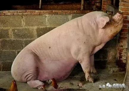 猪站不起来或走路腿拐是咋回事儿？