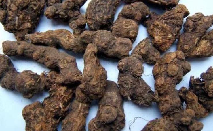 农村野外常见的尖叶恶性杂草,农田里常见的这种杂草