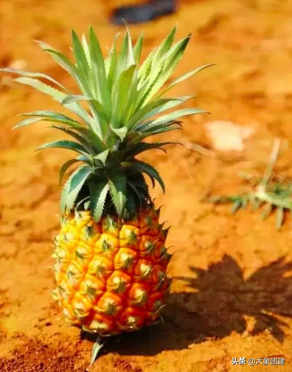 湛江菠萝海在哪个地方,湛江的菠萝海在哪里