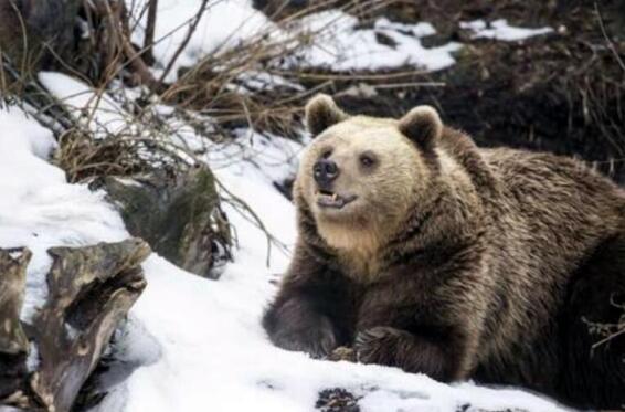 熊为什么会在冬天冬眠解答,熊要冬眠吗熊在什么季节开始冬眠