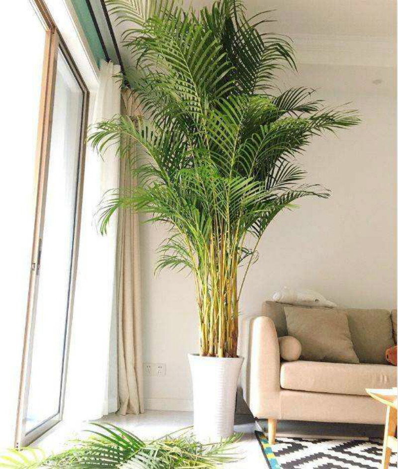 散尾葵叶子发黄的原因及解决办法,散尾葵叶子干尖怎么养