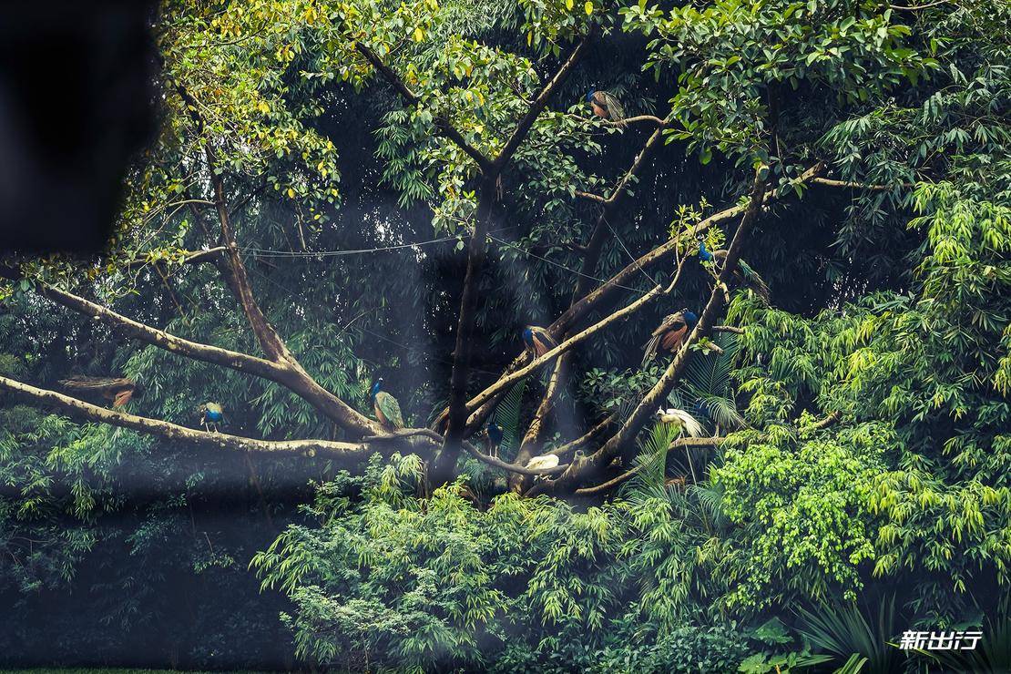 打卡长隆动物园记田妈和威马EX5520的周末