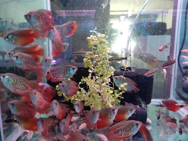 家庭饲养观赏鱼的几个注意事项,第一次养观赏鱼注意事项