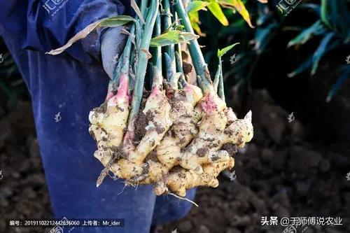 生姜种植基本情况简介,生姜种植解说