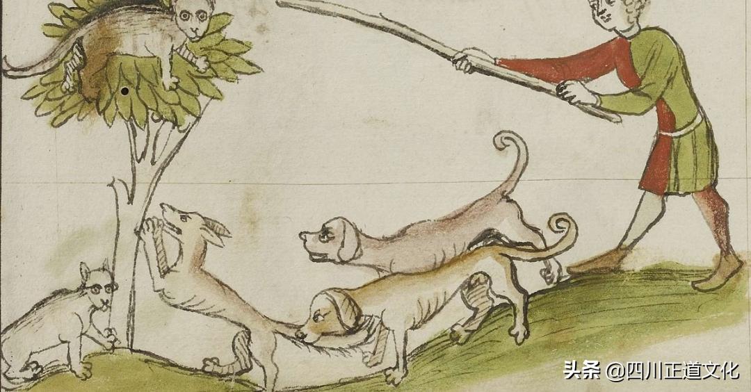 猫的故事,猫的故事视频