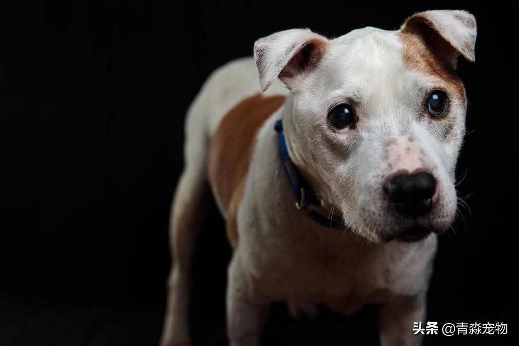 爱犬丢失找回最佳方法,爱犬走失主人怎么找回