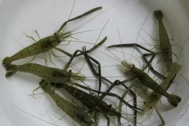 山东哪些地区的虾比较有名气,山东盛产什么虾