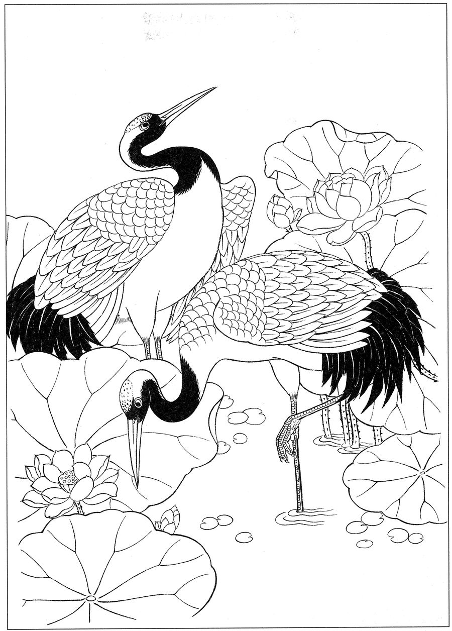 仙鹤桃子工笔白描稿,工笔画仙鹤高清图上色步骤图