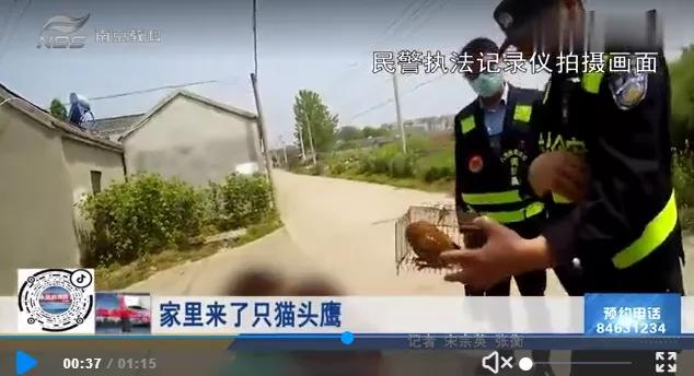 有多少南京人，获得过猫头鹰的祝福