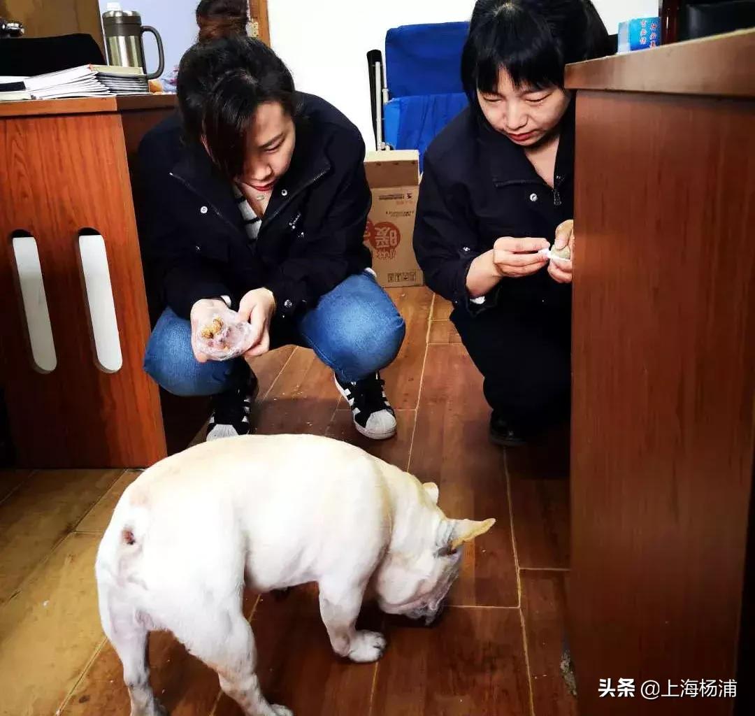 狗狗迷路自己跑进派出所报案,宠物狗狗报警