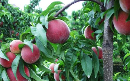 富含花青素的水果和食物有哪些,补充花青素最好的水果是什么