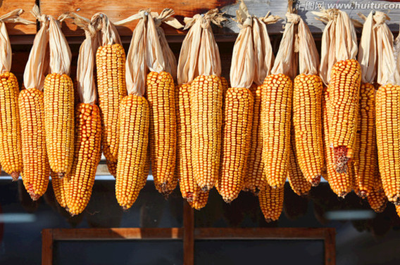 乡情散文：庄稼院儿的种地“留种”