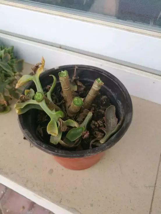 买了老桩绣球怎么办,老桩一般要养多久才会开花