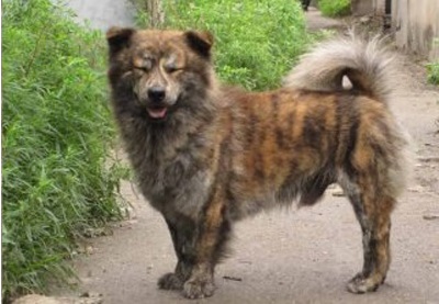 康熙喜欢虎斑犬,康熙的御用名犬