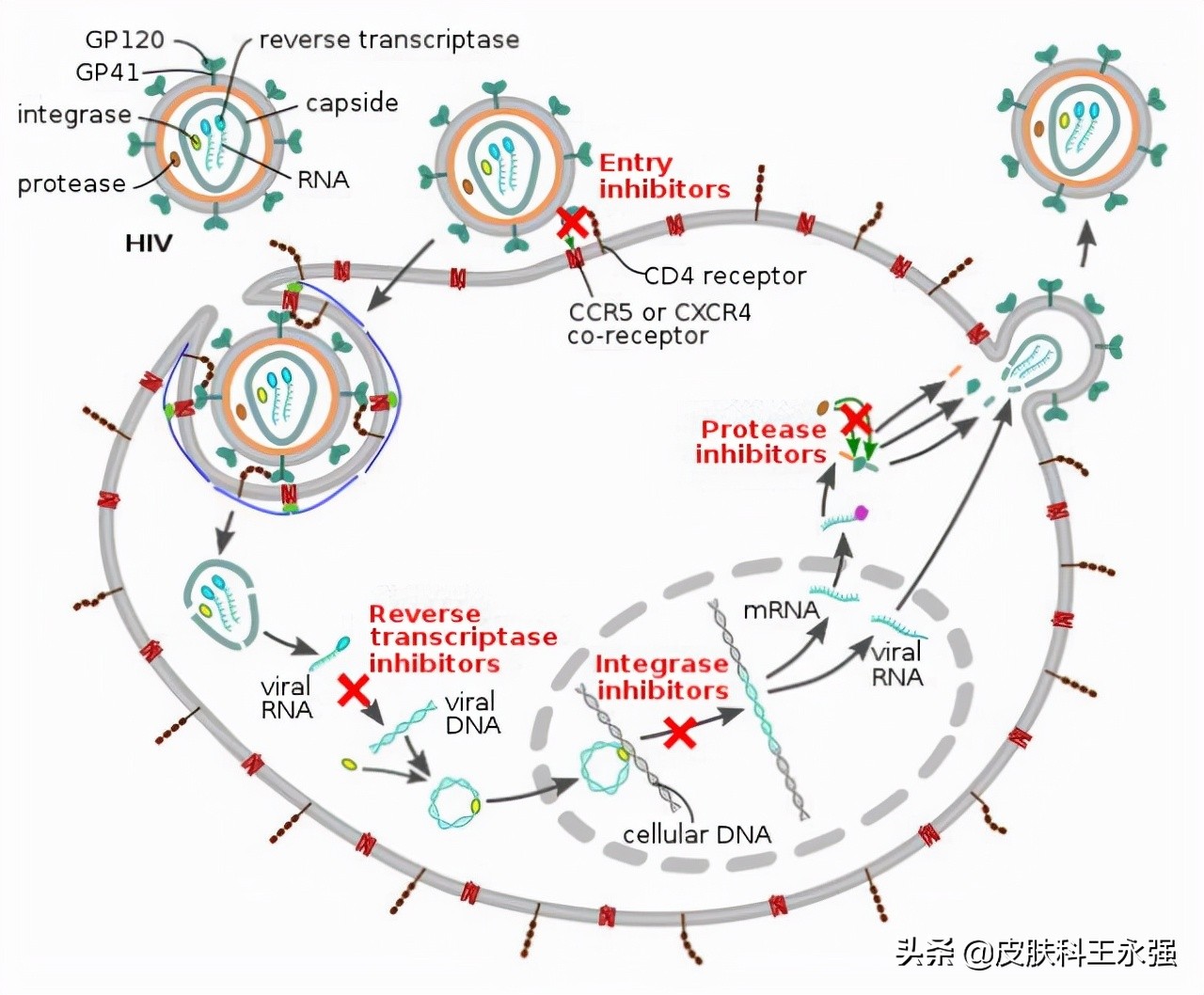 新冠会影响艾滋病疫苗的研发吗,新冠疫苗可以抵御艾滋病病毒吗