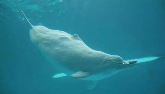 路亚鱼种类大全,长江鱼种类大全图片