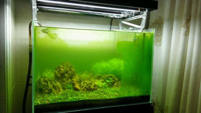 草鱼缸怎么除藻,鱼缸怎么除水草绿藻