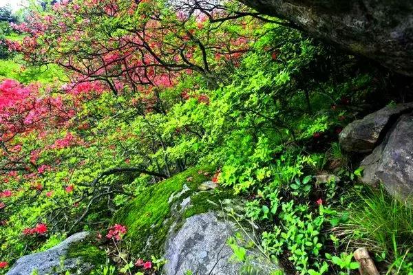 安徽春天去哪看花,安徽春天赏花攻略景点推荐