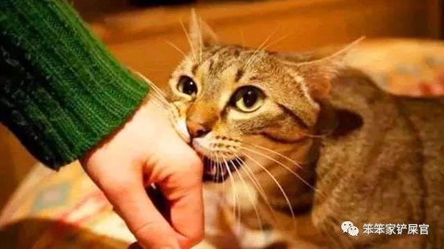 被猫咬和被猫抓打的疫苗有区别吗,被猫抓咬后打疫苗可以维持多久