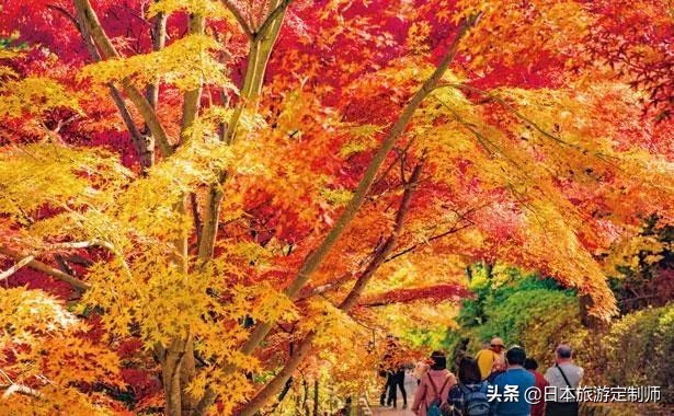 日本最美小景点,日本超美的花海美景