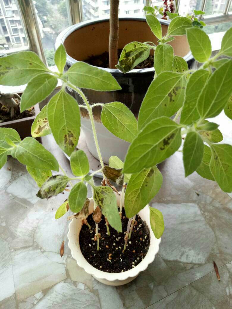 让向日葵长矮的方法是什么,让向日葵快速开花