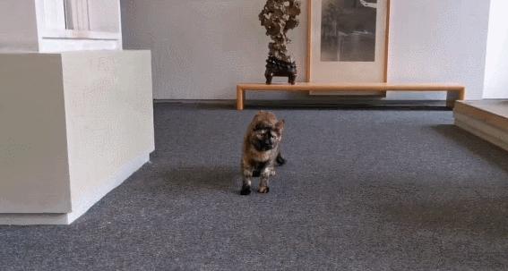 二十多岁进宫,在紫禁城中撸猫8年,她揭开了不为人知的故宫往事