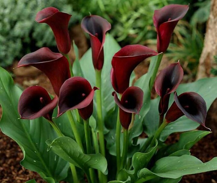 彩色马蹄莲怎么养爱开花图片,彩色马蹄莲夏季的养殖方法