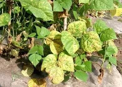 豆角病虫害用什么农药,豆角易发生什么病虫害