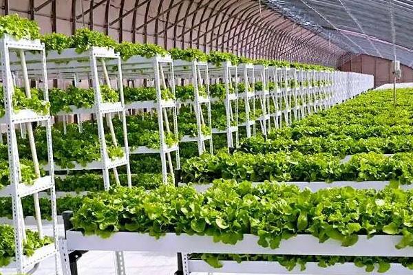 现在种植大棚蔬菜的前景,种植大棚菜风险大吗