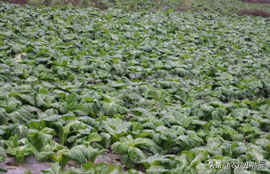 冬季蔬菜低温冻害常发生,14个预防措施、5个补救方法能帮你