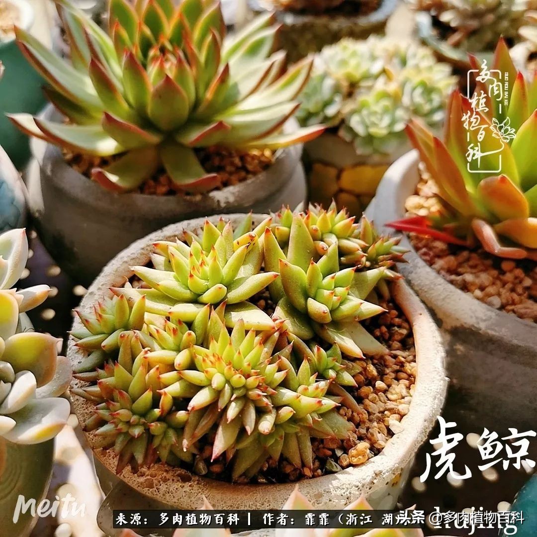 包邮区多肉度夏养护心得,阳台党养多肉怎么度夏