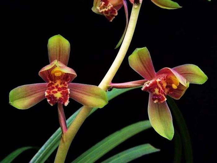 蕙兰有花苞了这个时候放什么肥料,蕙兰开花苞后怎么养护