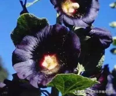 各种花的花语文案,花的花语100种