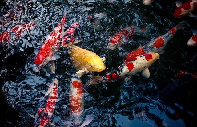 养鱼这么多年，是否还在为流量扬程排气量等困扰？