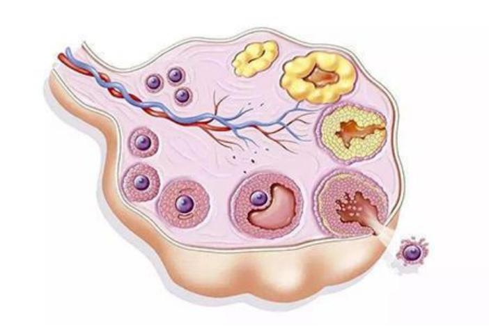 女性绝经越晚寿命越长吗,女性绝经越晚代表衰老越慢