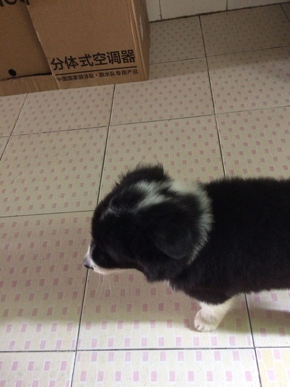 网友表示自己500入了边牧的坑，我看了眼，这个坑还不浅！