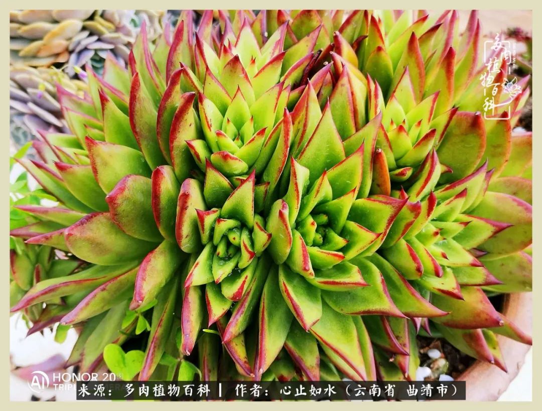 感谢陪伴感恩所有的遇见,让每个人都能感受到多肉的美好