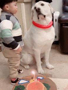 公认的无攻击性的6种狗你家有吗,什么狗忠诚攻击力高还可以养