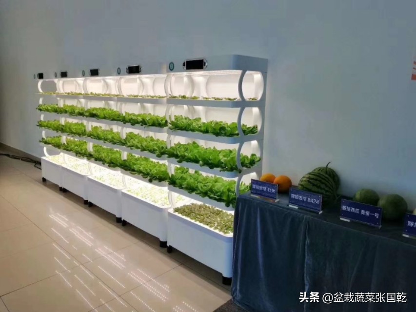 蔬菜种植主题展示活动策划,盆栽蔬菜营销策划书
