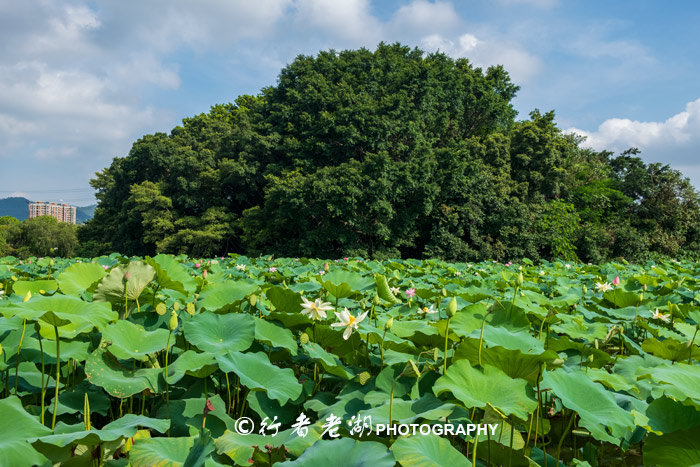 最美荷花展深圳,深圳最美荷花