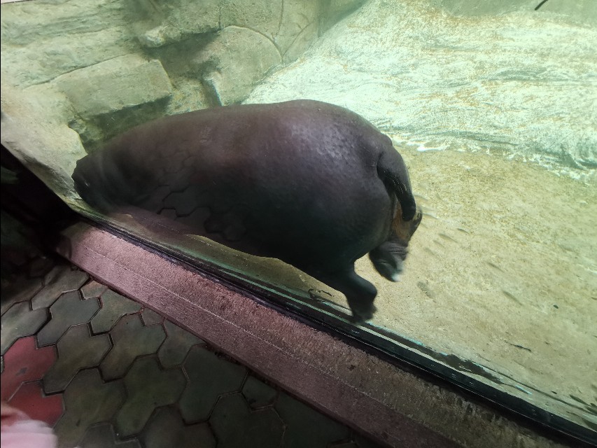 长隆野生动物园自驾车收费,长隆野生动物园儿童要票吗