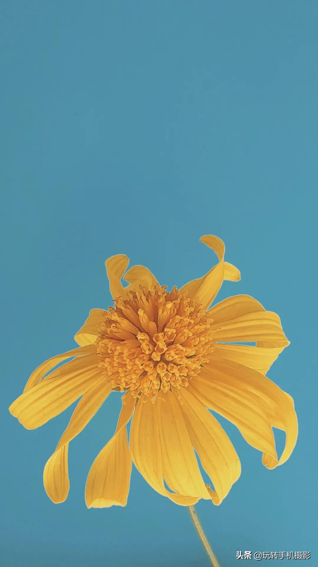 怎么拍花做壁纸,壁纸对花方法