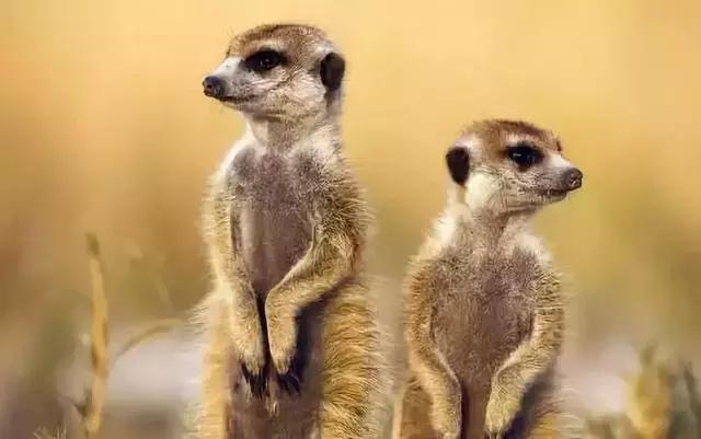 中国爬宠文化巡展时间表,中国爬宠文化巡展上海