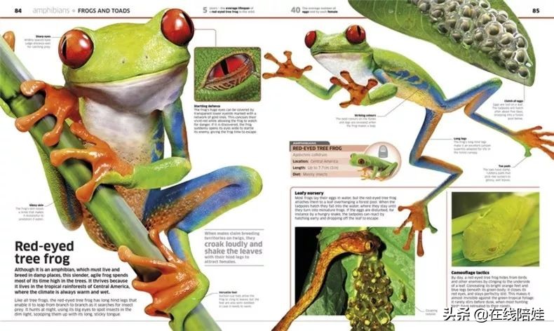 dk知识大百科全套,dk知识大百科书金银版